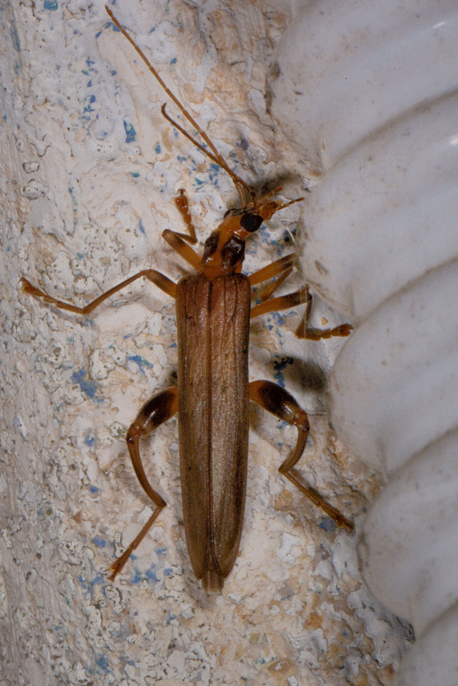 Oedemeridae:  Oncomera femoralis